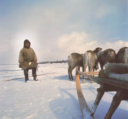 Оленевод в тундре.